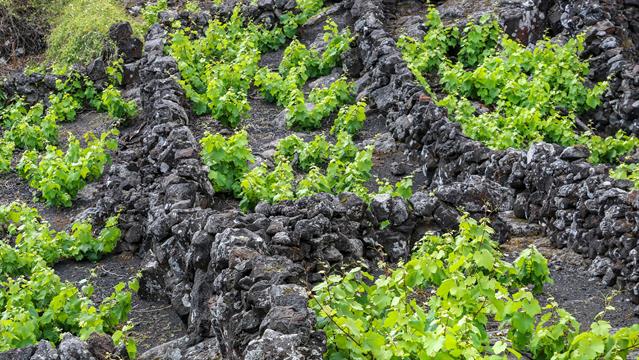 Der Weinanbau auf der Insel Pico begann Ende des fünfzehnten Jahrhunderts, als sich die ersten Siedler auf der Insel niederliessen. Die Reben wachsen geschützt in den von Hand aufgebauten Mauern aus Vulkangestein. Wir haben ihn probiert und er schmeckt ausgezeichnet … Mit einer Gesamtfläche von 987 ha wurden die Weinbaugebiete 2004 zum UNESCO-Weltkulturerbe erklärt.